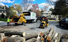 Professional  Tree Services in Trenton, OH